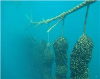 Intrafish - Artigo sobre o projecto Algarve Offshore Seashells