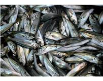 O nosso parceiro de negócios, a Docapesca, concorreu a financiamento para promover pescado nacional