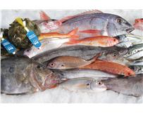 Mexilhão Biológico T&C, irá estar no dia 16 de Abril no Peixe em Lisboa.