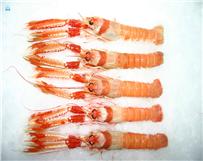 Lagostim (Nephrops norvegicus)