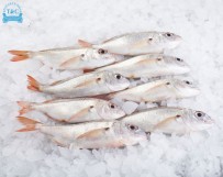 Besugo (Pagellus acarne)