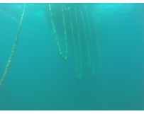 Sementeira mexilhão - Sistema Modo Produção Biológico potencia biodiversidade