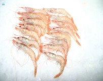 Gamba Branca (Parapenaeus longirostris)