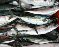 Sarda (Scomber scombrus)
