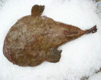 Tamboril (Lophius spp)