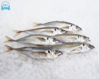 Carapau (Trachurus trachurus)