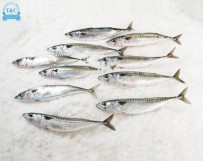 Cavala (Scomber japonicus)