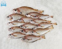 Faneca (Trisopterus luscus)