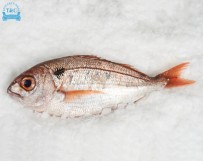 Goraz (Pagellus bogaraveo)