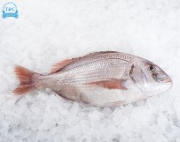 Pargo (Pagrus pagrus)